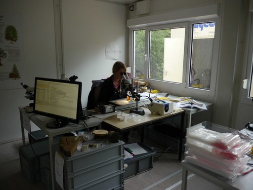Das Dendrochronologische Labor des Landesamts für Denkmalpflege hat nun seine Arbeit im Feldlabor aufgenommen.